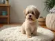 havaneser-welpen-stubenrein-bekommen-step-by-step-zum-gluecklichen-hund
