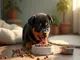 rottweiler-welpen-ernaehrung-wichtige-tipps-fuer-wachsende-riesen