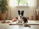 welpentraining-border-collie-tipps-und-tricks-fuer-schlaue-koepfe