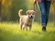 welpentraining-leine-so-bringst-du-deinem-welpen-das-laufen-an-der-leine-bei