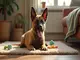 welpentraining-malinois-so-meisterst-du-die-ersten-wochen-mit-deinem-energiebuendel